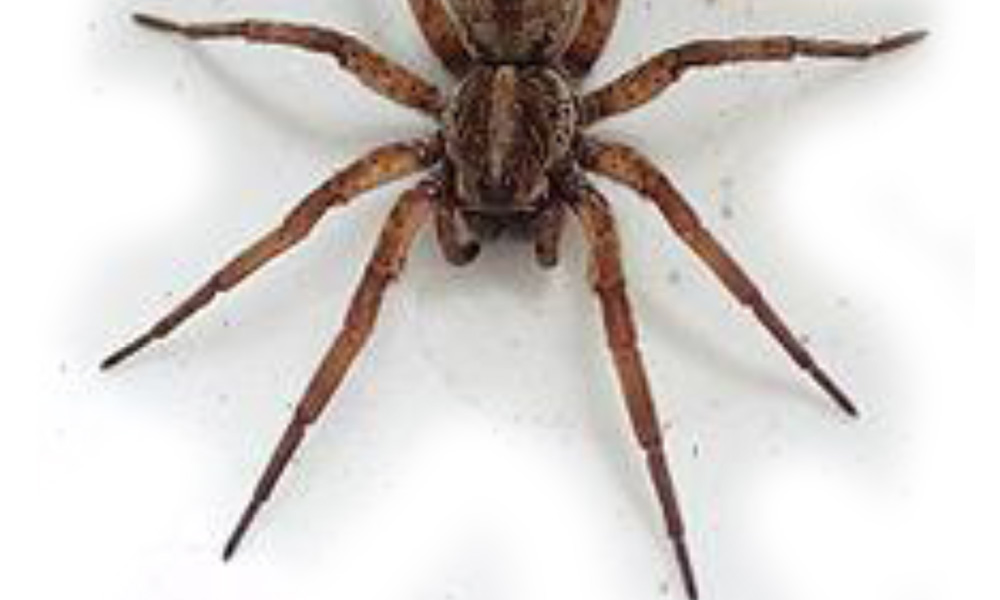 Dangerous Spiders around Lake Gaston